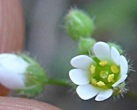 High Resolution Draba verna Flower